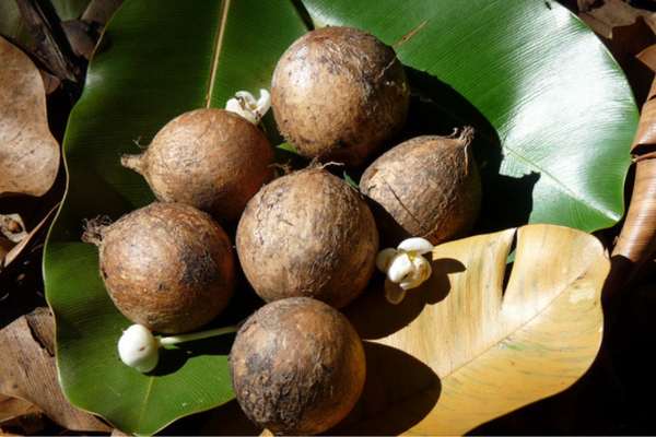 Tamanu (Virgin) Oil, Certified Organic